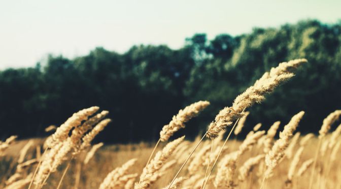 Lorem ipsum dolor sit amet,  consectetur adipisicing elit (Demo)